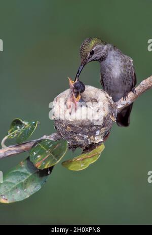 Anna's Kolibri - Calypte anna - Erwachsener Weibchen Stockfoto