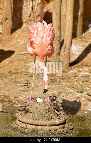 Chilenischer Flamingo (Phoenicopterus chilensis) auf seinem Nest aus getrocknetem Schlamm und einem weißen Ei Stockfoto