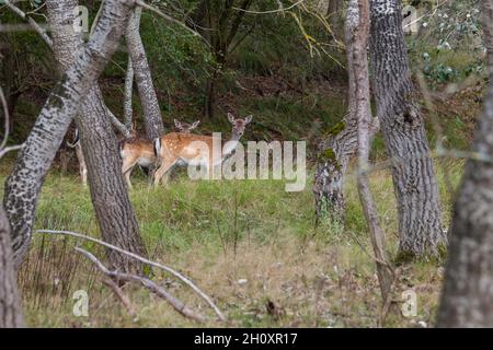 Junge Hirsche in der wilden Natur der niederlande Stockfoto