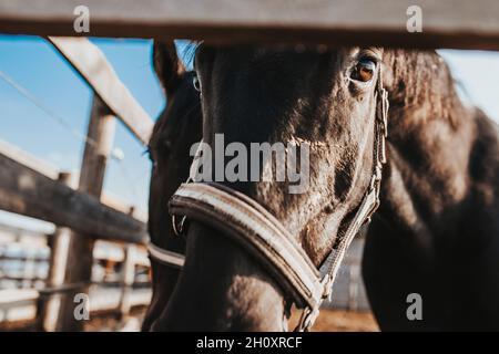 Auf einem Pferdehof, Auswahl und Zucht von Pferden zum Reiten und Rennen Stockfoto