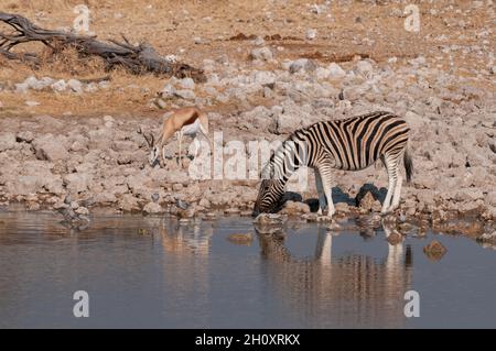 Ein Burchells Zebra trinkt aus einem Wasserloch, ein Springbock isst in der Nähe. Etosha Nationalpark, Namibia. Stockfoto