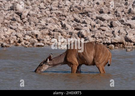 Ein weiblicher Großkudu, Tragelaphus strepsiceros, trinkt am Wasserloch. Etosha Nationalpark, Namibia. Stockfoto