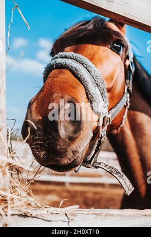Nahaufnahme eines Pferdekopfes in einem Stall, der trockenes Stau kaut - Fütterung und Pflege durch private Pferde Stockfoto
