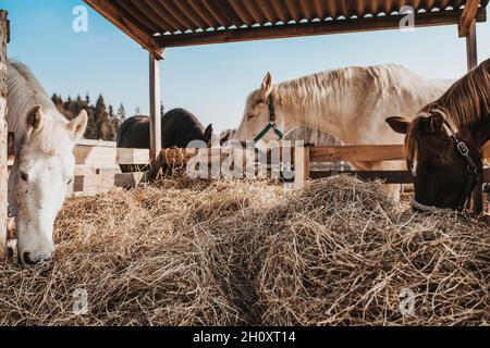 Auf einem Pferdehof, Auswahl und Zucht von Pferden zum Reiten und Rennen Stockfoto