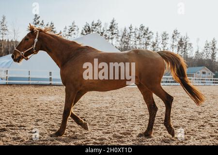 Auf einem Pferdehof, Auswahl und Zucht von Pferden zum Reiten und Rennen Stockfoto