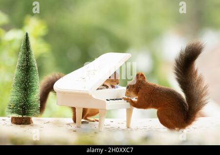 Rote Eichhörnchen spielen ein Klavier Stockfoto