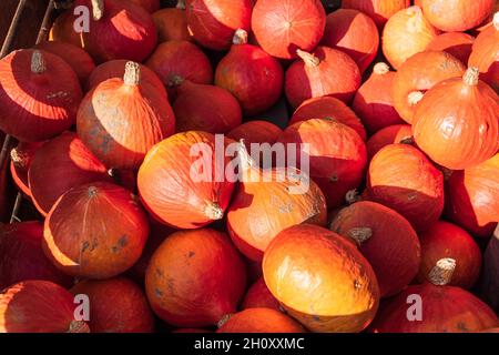 Cürbisse on a Herbstmakt im Oktober Stockfoto