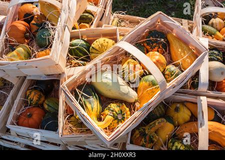 Cürbisse on a Herbstmakt im Oktober Stockfoto