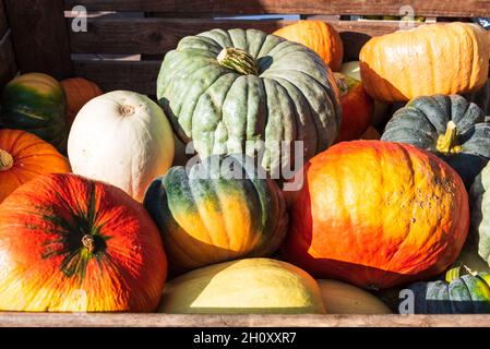 Cürbisse on a Herbstmakt im Oktober Stockfoto