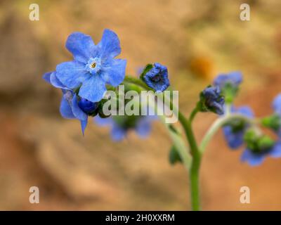 Makrofotografie einer schönen Vergiss mich nicht Blume, in einem Garten in der Nähe der Stadt Villa de Leyva in Zentral-Kolumbien gefangen. Stockfoto