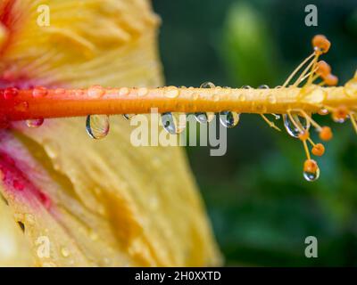 Makrofotografie eines gelben Hibiskusstempeles mit Regentropfen, aufgenommen in einem Garten in der Nähe der Stadt Villa de Leyva im Zentrum Kolumbiens. Stockfoto