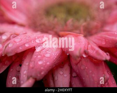 Makrofotografie von Regentropfen auf einer Gerbera-Blume, aufgenommen in einem Garten in der Nähe der Stadt Villa de Leyva im Zentrum Kolumbiens. Stockfoto