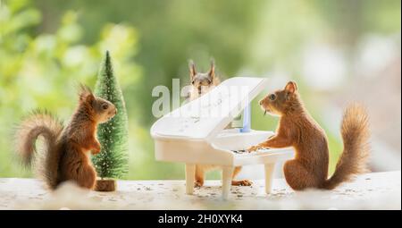 Rote Eichhörnchen spielen auf einem Klavier Stockfoto