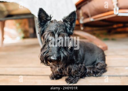 Niedlicher, zotteliger schwarzer Scotch Terrier Welpe auf der Veranda - Haustier ist von Zuneigung und Fürsorge umgeben Stockfoto