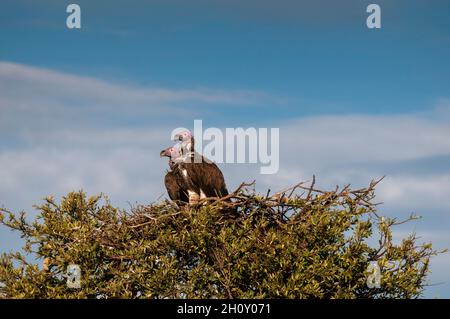 Zwei Geier, Torgos tracheliotus, in ihrem Nest. Masai Mara National Reserve, Kenia. Stockfoto