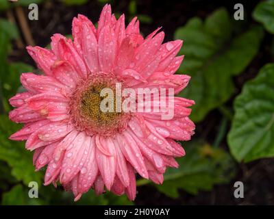 Makrofotografie einer rosa Gerbera-Blume von oben mit Regentropfen auf ihr, aufgenommen in einem Garten in der Nähe der Stadt Villa de Leyva im Zentrum von Colombi Stockfoto