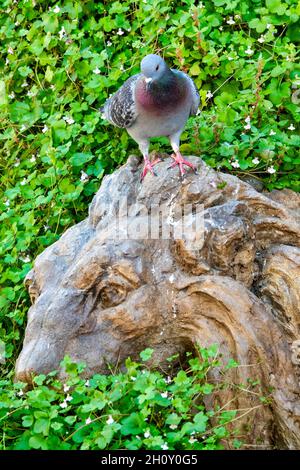 Felstaube auf dem Brunnen der beiden Löwen, Teramo, Italien Stockfoto