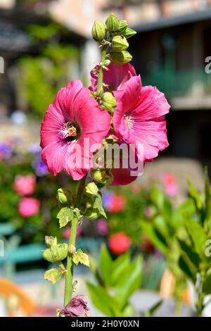 Closeup roten Stockrosen (Alcea Rosea) Blumen Stockfoto