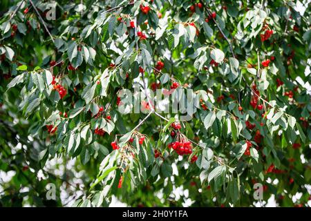 Close up of a ripe fresh red cherries and green leaves in a tree orchard in a garden in a sunny summer day, beautiful outdoor background photographed Stockfoto