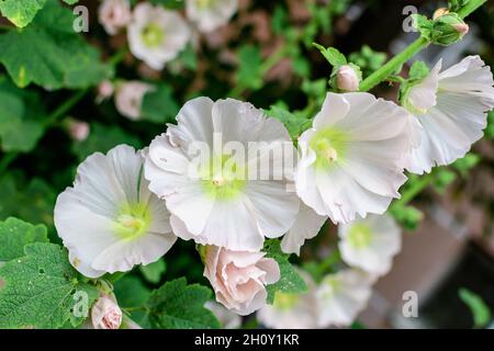 Viele zarte weiße Blüten der Althaea officinalis Pflanze, allgemein bekannt als Sumpfmalbe in einem britischen Garten im Landhausstil an einem sonnigen Sommertag, beau Stockfoto