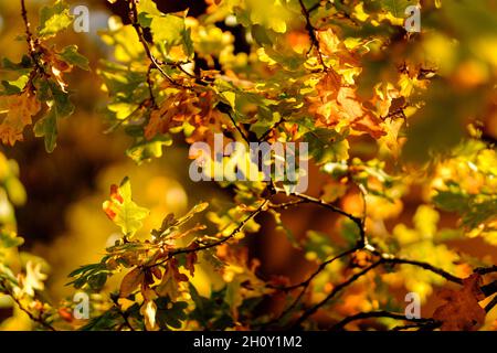 Farbenfrohe, helle Herbstblätter hängen an einer Eiche im herbstlichen Park, der von der goldenen Sonne beleuchtet wird. Wunderschöne Herbstlandschaft. Hintergrundunschärfe Stockfoto