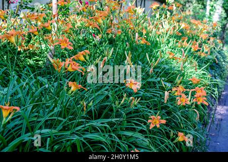 Viele kleine lebhafte orange rote Blüten von Lilium oder Lily Pflanzen in einem britischen Cottage-Stil Garten an einem sonnigen Sommertag, schöne Blumen im Freien Backgrou Stockfoto