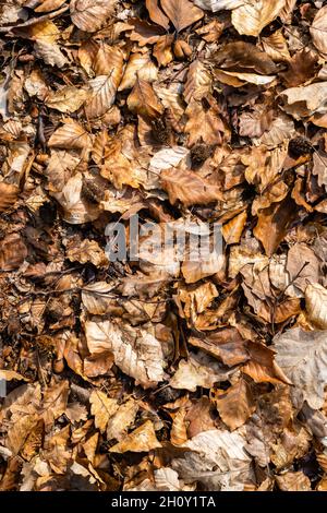 Waldboden im Herbst bedeckt mit trockenen Eichen- und Buchenblättern. Schöner Herbsthintergrund. Draufsicht, Vollformatstruktur. Stockfoto