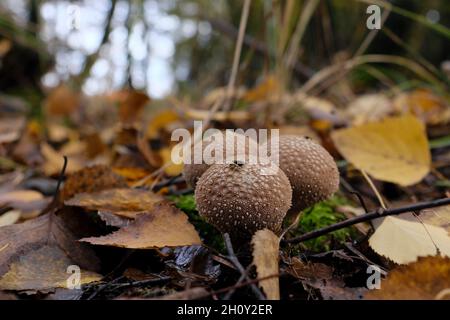 Drei braune Puffball-Pilze (Lycoperdon) wachsen im Wald, umgeben von gelben Blättern Stockfoto