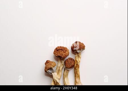 Mikrodosierkonzept. Trockene Psilocybin-Pilze auf weißem Hintergrund. Psychedelisch, überwältigend, magischer Pilz. Medizinische Verwendung. Stockfoto