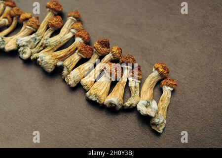 Getrocknetes Psilocybe cubensis auf schwarzem Hinterfransen, flaches Lay. Psilocybin-Pilze in der Reihe. Magie schäume den Goldenen Lehrer, spirituelle Erfahrung. Neu Stockfoto
