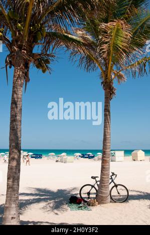 Ein Fahrrad, das sich an einer Palme am Miami Beach lehnt. Im Hintergrund das Meer und der blaue Himmel Stockfoto