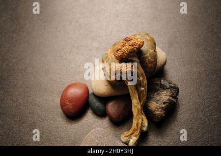 Getrocknete Psilocybe Cubensis Psilocybin Pilze auf schwarzem Hintergrund, flach liegend. Magische schäumen den Goldenen Lehrer. Psychedelisch inspiriert. Natürliche Kräuter die Stockfoto