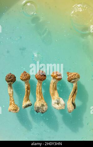 Psilocybin-Pilze auf blauem Hintergrund. Psychedelische Zauberreise, kosmisches Bewusstsein. Getrockneter Psilocybe Cubensis Golden Teacher in Reihe, isoliert, flach Stockfoto
