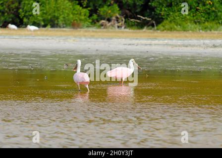 Zwei Löffelschnäbel schwelen in seichtem Wasser auf der Suche nach Nahrung. Celestun Nature Reserve, Yucatan, Mexiko. Selektiver Fokus. Stockfoto