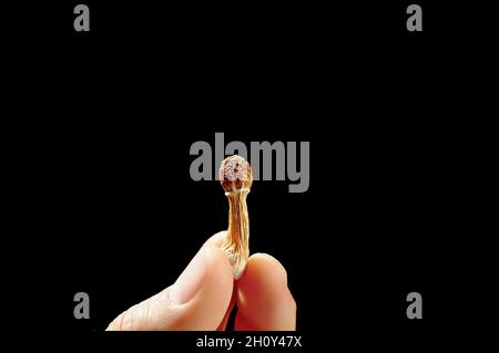 Psilocybin-Pilze in der Hand des Mannes auf schwarzem Hintergrund. Psychedelische Zauberreise. Getrocknete essbare Pilze Golden Teacher. Medizinische Verwendung. Mikrodosierung Konz Stockfoto