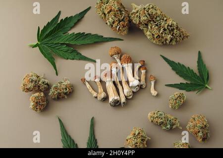 Psychedelischer Ausflug, CBD-Erholung. Mikrodosierkonzept. Getrocknete Psilocybe-Pilze und Cannabisknospen auf Elfenbeingrund. Stockfoto