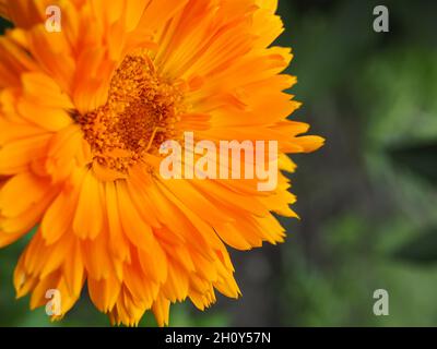 Orangefarbene Blume, Nahaufnahme. Wunderschöne Pot Marigold „Orange Porcupine“-Blüte. Calendula officinalis ist eine blühende Gartenpflanze der Familie der Asteraceae. Stockfoto