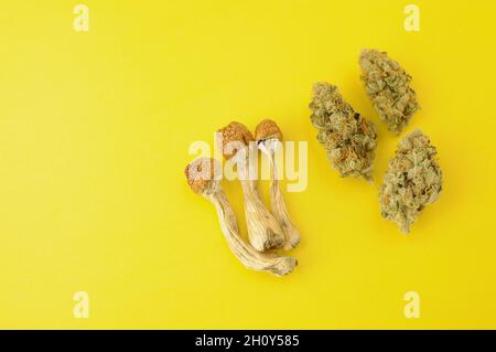 Psychedelischer Ausflug, CBD-Erholung. Getrocknete Psilocybe-Pilze und Marihuanaknospen auf gelbem Hintergrund. Mikrodosierkonzept. Stockfoto