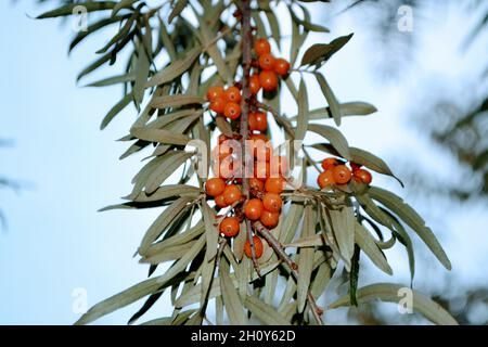 Sanddornbeeren auf dem Ast Stockfoto