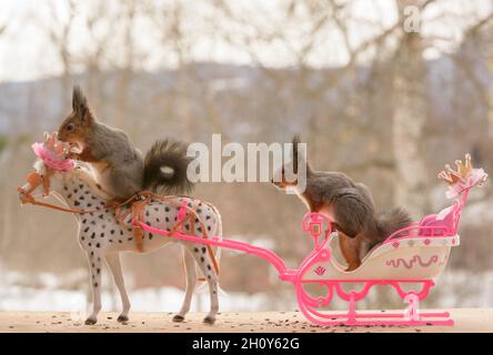 Rote Eichhörnchen sitzen auf einem königlichen Pferd und Schlitten Stockfoto