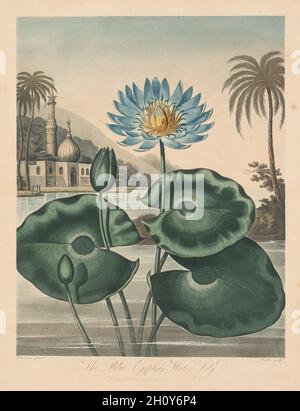 Der Tempel der Flora oder Garten der Natur: Blaue ägyptische Wasserlilie, 1804. Robert John Thornton (Großbritannien, 1768-1837). Aquatinta; Stockfoto