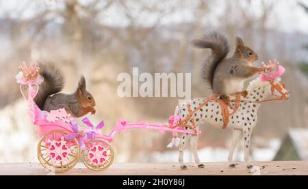 Rote Eichhörnchen sitzen auf einem königlichen Pferd und Wagen Stockfoto