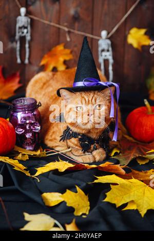 Britische orangefarbene Katze trägt einen Hexenhut und liegt in der Nähe des Halloween-Kürbisses Stockfoto