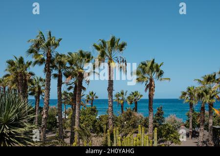 Palmengarten, Kakteen und Meereshintergrund, Playa Jardin Teneriffa Stockfoto