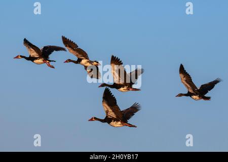 Eine Herde von Spornflügelgänsen, Plectropterus gambensis, im Flug. Chobe River, Chobe National Park, Kasane, Botswana. Stockfoto