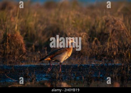 Eine ägyptische Gans, Alopochen aegyptiaca, zu Fuß in sumpfigem Lebensraum. Chobe River, Chobe National Park, Kasane, Botswana. Stockfoto