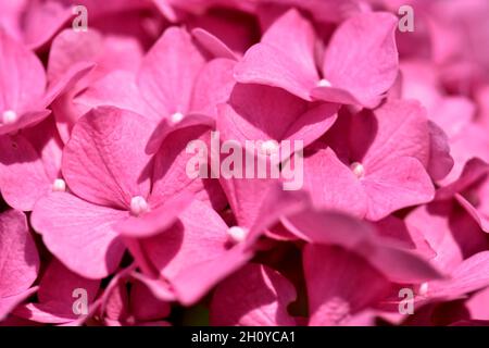 Vollbild des Hortensia-Blütenkopfes in rosa Stockfoto