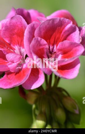 Schöne mehrfarbige Geranienblüten. Nahaufnahme Stockfoto