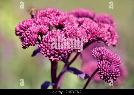 Rosa Sedum Blütenkopf (gemeinhin als Stonecrop bezeichnet) mit geringer Schärfentiefe Stockfoto