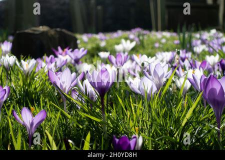 Frühling Krokusse Kirchhof Montrose Scotland UK Stockfoto